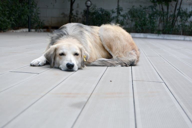 A serene golden retriever sleeps on a wooden deck in a quiet outdoor area, showcasing its calm demeanor.
